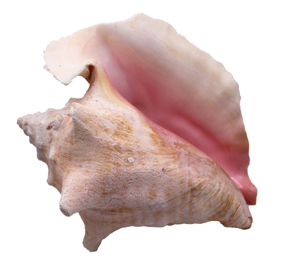 Conch - real
