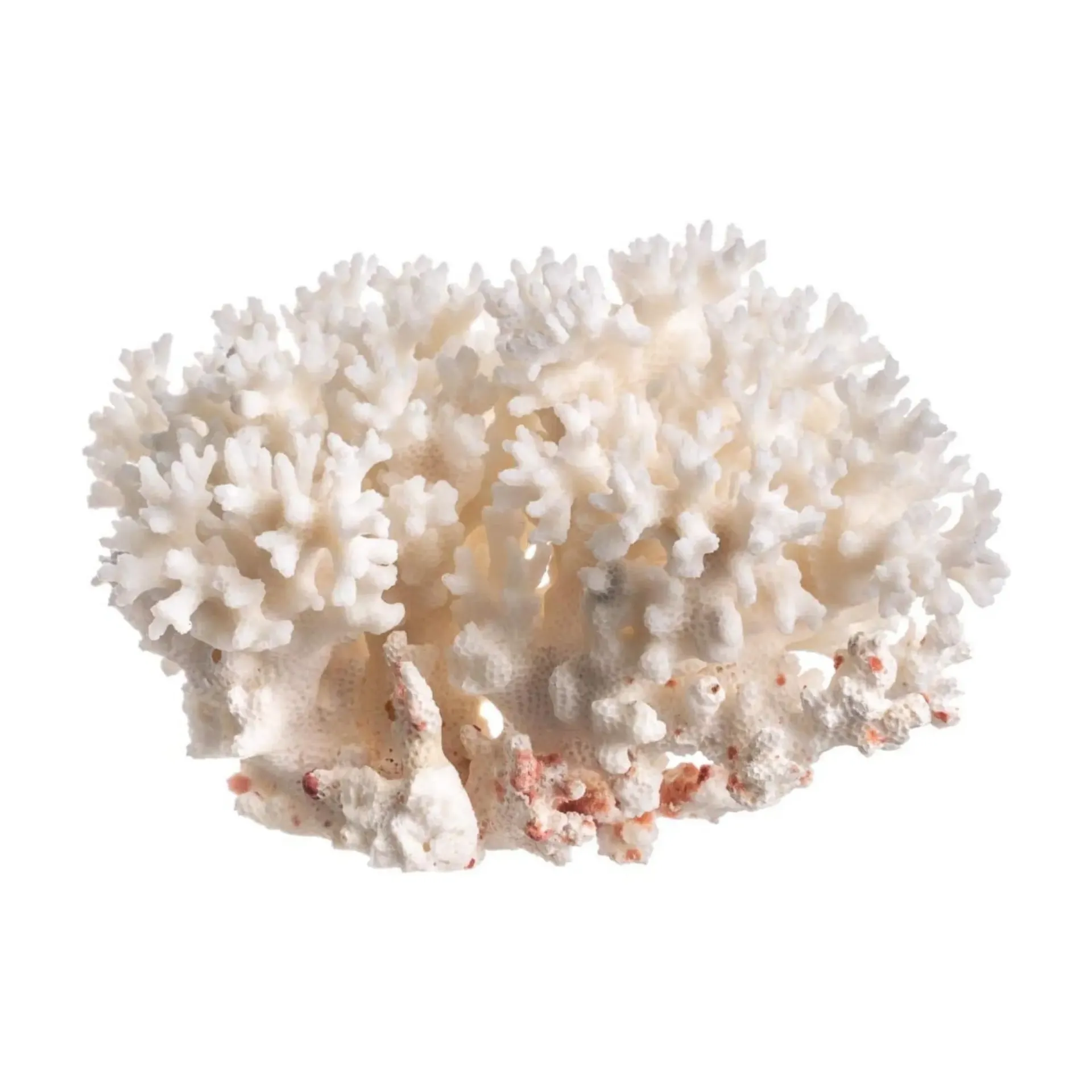 White Sea Coral